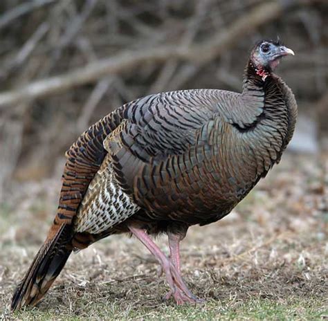 The Physical Differences Between Female & Male Turkeys