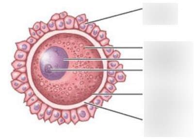 Primary oocyte Diagram | Quizlet