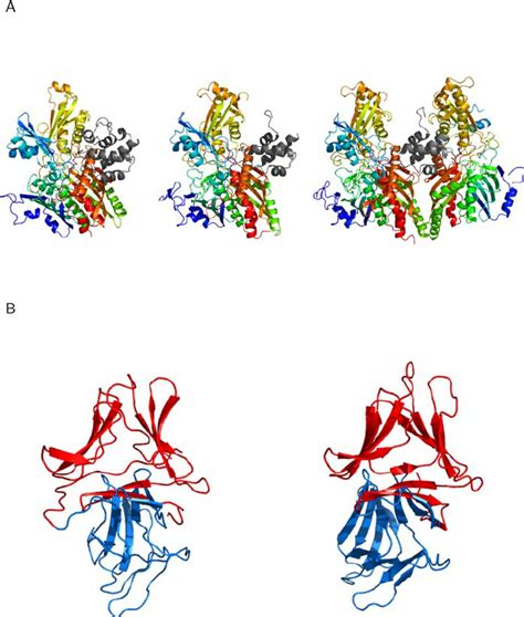 Examples of Genuine Gene Fusion (A) Heterodimeric interfaces between CO ...