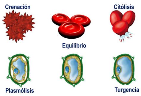 DifusiÓn Ósmosis BiologÍa Y GeologÍa