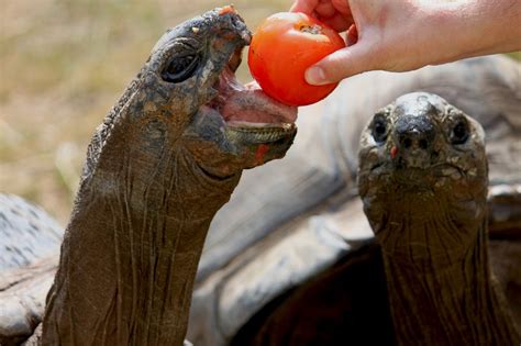 Aldabra Tortoise – Clyde Peeling's Reptiland