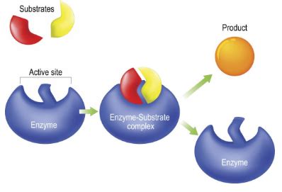 Cara Kerja Enzim di Dalam Tubuh Kita - UNRANG