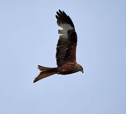 Brown Hawk Bird Flying In The Blue Sky Stock Photo - Download Image Now ...