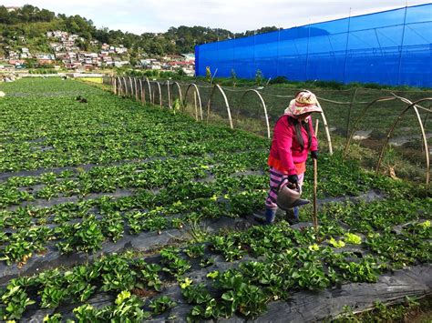 Strawberry Farm Baguio: Travel Guide (2019) - Lost and Wonder