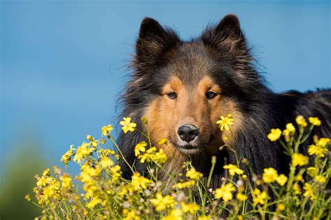 Royalty-Free photo: Black and tan shetland sheepdog | PickPik