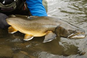 Kootenay Lake Fishing for Jumbo Rainbow and Bull Trout – Western ...