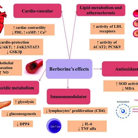 | Berberine structure (according to ChemSpider database). | Download ...