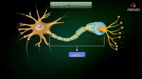 conduction through myelinated and unmyelinated nerve fiber - YouTube