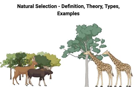 Natural Selection - Definition, Theory, Types, Examples - Biology Notes ...