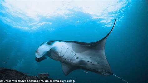 Do Manta Rays sting? Unmasking the truth of these Ocean Giants