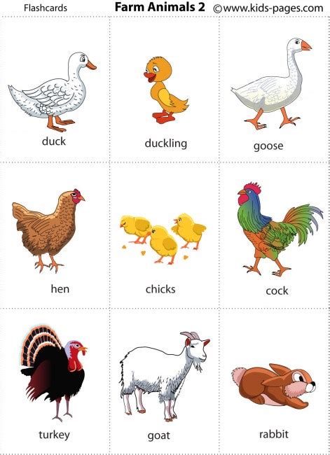 Farm Animals 2 flashcard