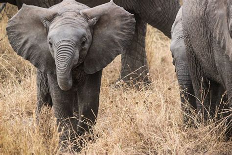 Visit Serengeti National Park ⭐ Tour with our professional guides!