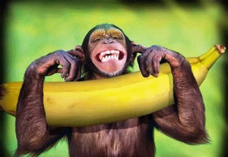 Monkey Banana GIFs - Get the best GIF on GIPHY