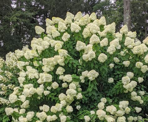 Blooming White Hydrangeas and Other Lush Plantings - The Martha Stewart ...