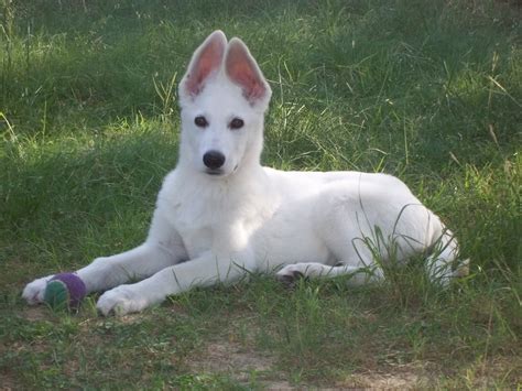 American White Shepherd - Puppies, Rescue, Pictures, Information ...