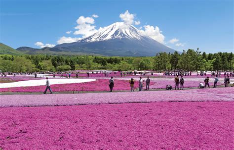 Fuji Shibazakura Festival 2016 - GaijinPot