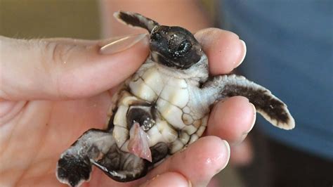 Sea Turtle Hatchlings at Brevard Zoo