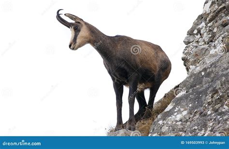 Wild Chamois Goat Isolated on White Stock Image - Image of mammal ...