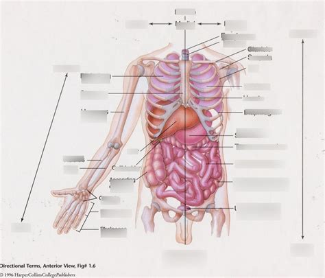 Directional Terms ( Anterior View) Diagram | Quizlet