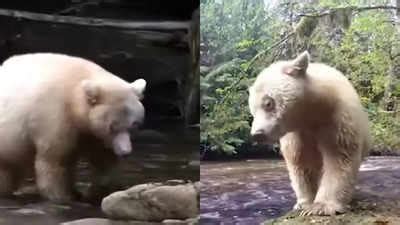 'Unluckiest bear in the world': Albino grizzly bear mistaken for a ...