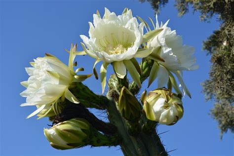 Flower Flowering Cactus Flowers · Free photo on Pixabay