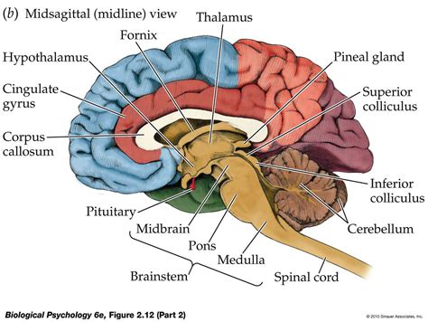 Psychology Brain Diagram