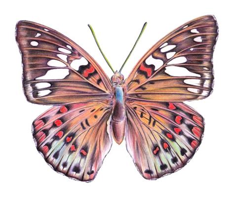 How To Draw A Butterfly With Color Pencils