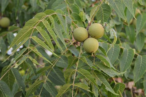 Eastern Black Walnut | Medium Tree Seedling – SequoiaTrees.com