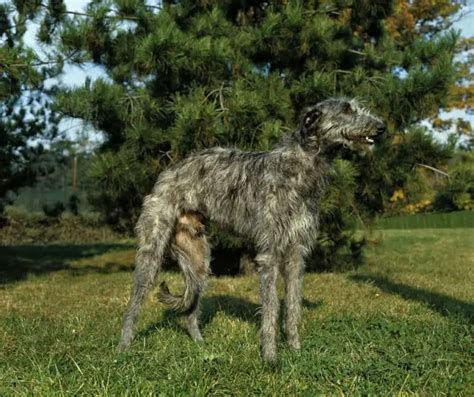 Scottish Deerhound - Dogable