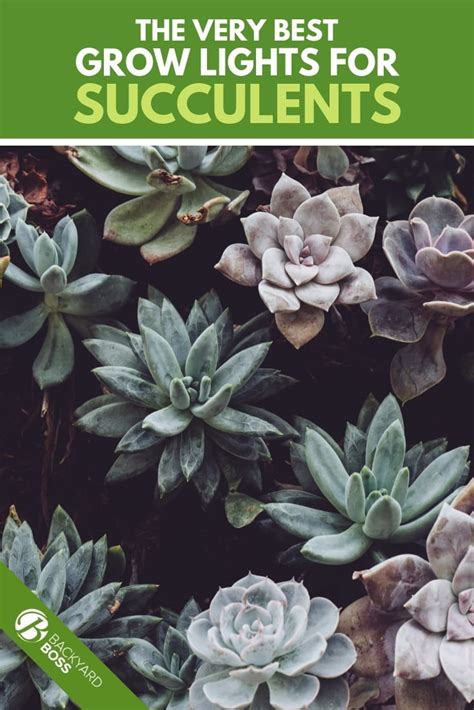 Best Grow Lights for Succulents - 2020 Reviews