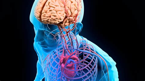 Anatomy And Physiology Diagrams Anatomy And Physiology Diagr