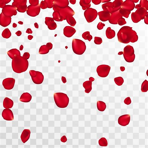 Abstract background with flying red rose petals on a white transparent ...