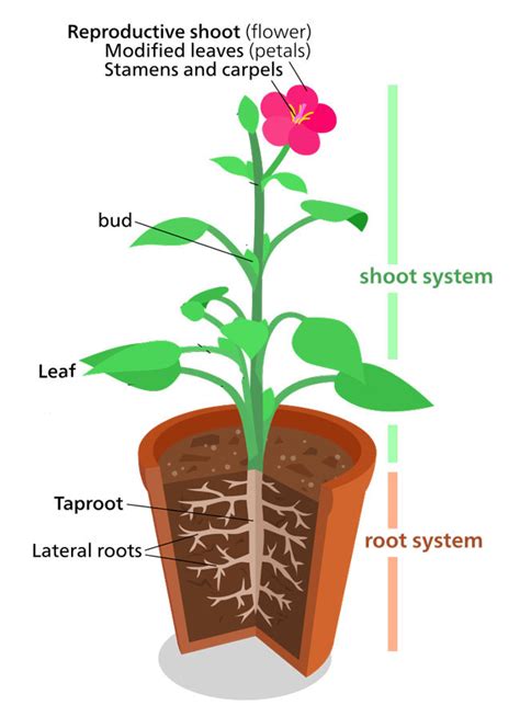 Plant Structure | Parts + Functions + Facts | - Science4Fun