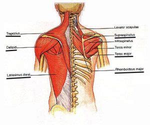 Muscle Knots in Your Back and Neck? - Elements Chiropractic Clinic