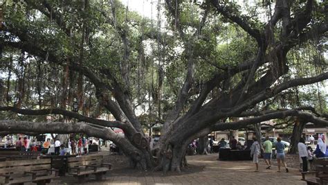 Majestic banyan tree in heart of fire-scorched Lahaina chronicles 150 ...