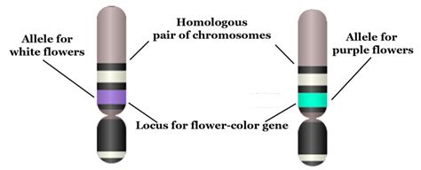 Mendel's Laws and Genetics ( Read ) | Biology | CK-12 Foundation