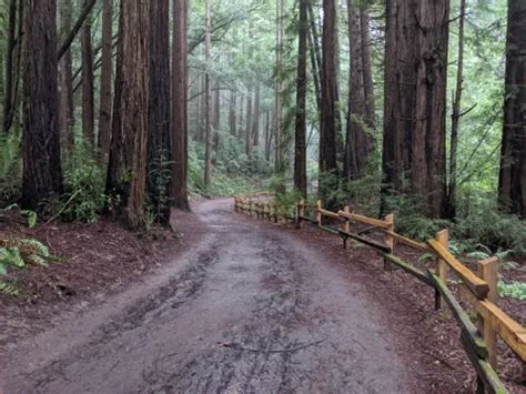 10 Best Hikes and Trails in Reinhardt Redwood Regional Park | AllTrails