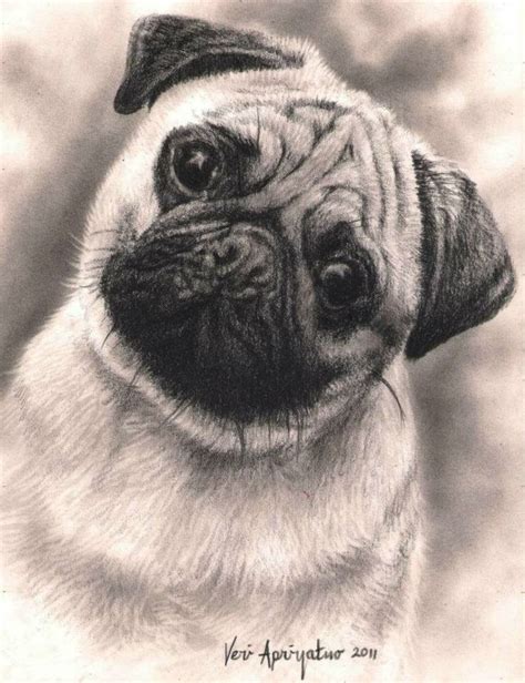 17 Best images about Animals in pencil on Pinterest | Tim o'brien ...