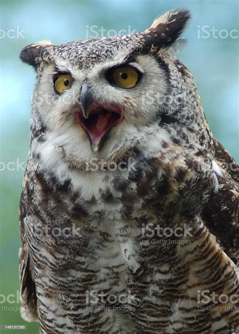 Screeching Great Horned Owl Stock Photo - Download Image Now - Owl ...