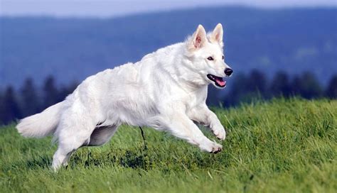 White Swiss Shepherd Dog | DinoAnimals.com