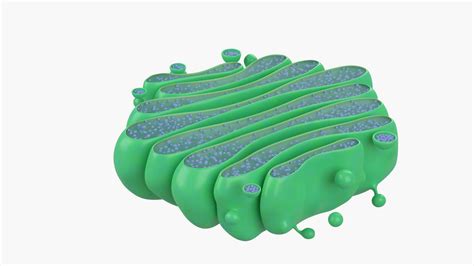 Golgi Apparatus - 3D Model by esfey