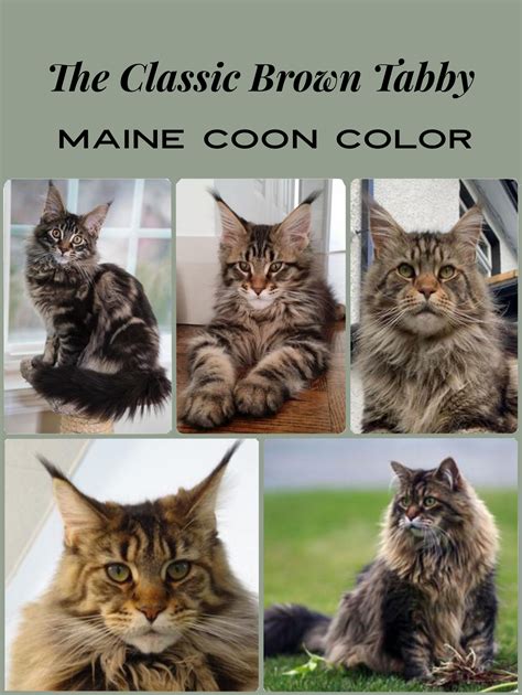 The Brown Tabby Maine Coon Cat Color: So Beautiful!