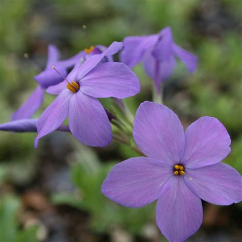 Phlox stolonifera 'Sherwood Purple'/Creeping Phlox/ThePollenNation