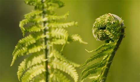 Spiral Shaped Fern Plant | Copyright-free photo (by M. Vorel) | LibreShot