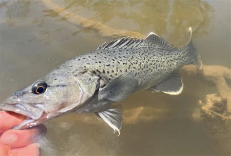 Trout cod reintroduced into the Upper Goulburn River - Fishing World ...