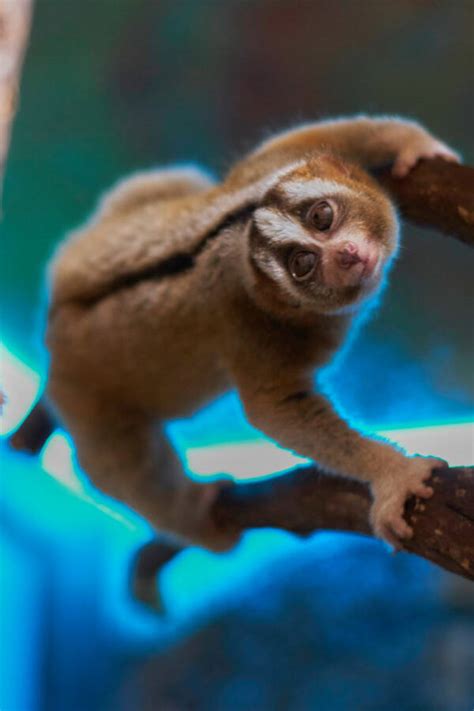 The Slow Loris, The Primate With A Surprisingly Deadly Venom