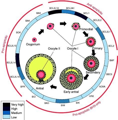 Image result for stages of oocyte development | Development, Physiology ...