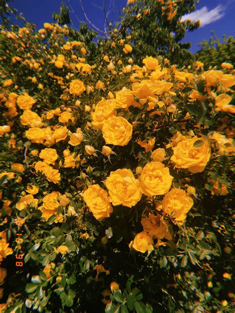 Aesthetic Flowers Yellow | Best Flower Site