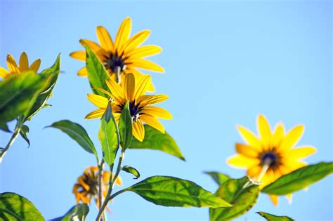 Selective Focus Photography of Red Flowers · Free Stock Photo