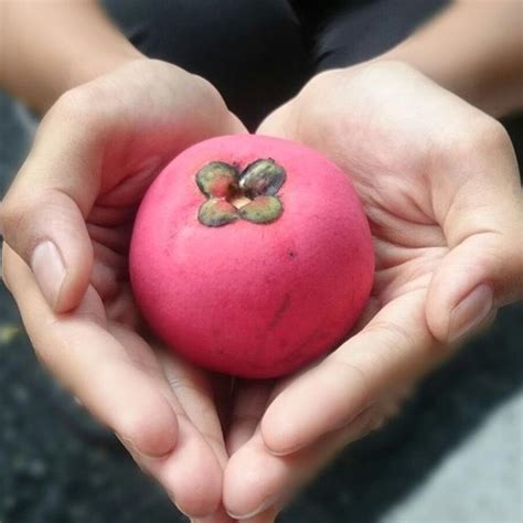 Mabolo: Fruit Eaten in the Philippines... Velvet apple?